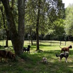 Leben in der Hundepension