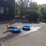 Leben in der Hundepension