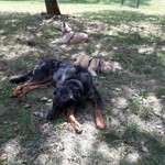 Leben in der Hundepension