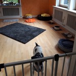 Ein Blick in unsere Hundezimmer